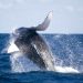 Julho à Novembro – Temporada das Baleias em Cumuruxatiba