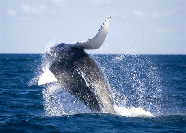 Julho à Novembro - Temporada das Baleias em Cumuruxatiba